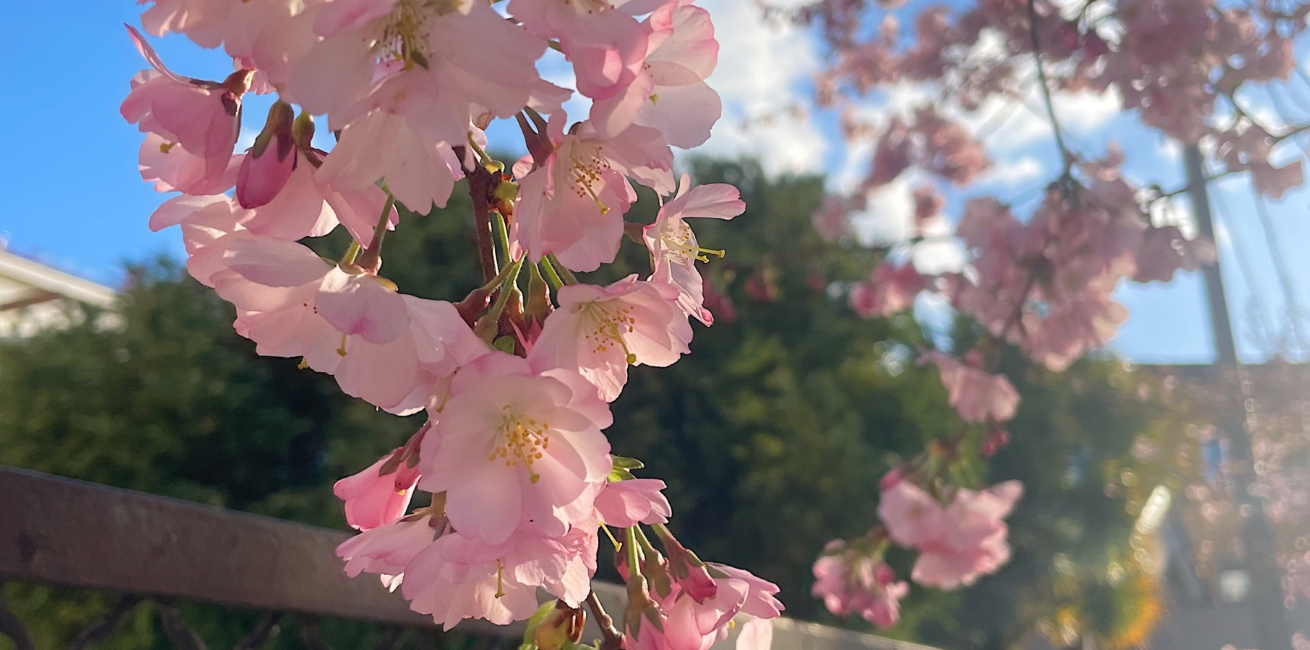 primavera