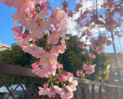 primavera
