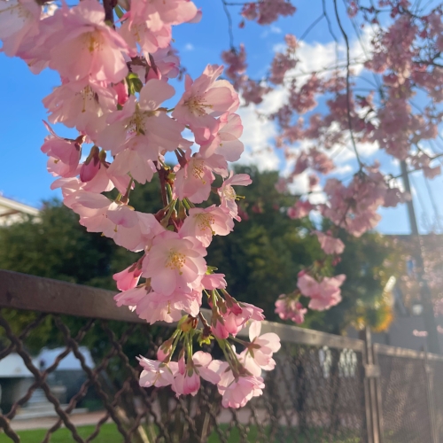 primavera